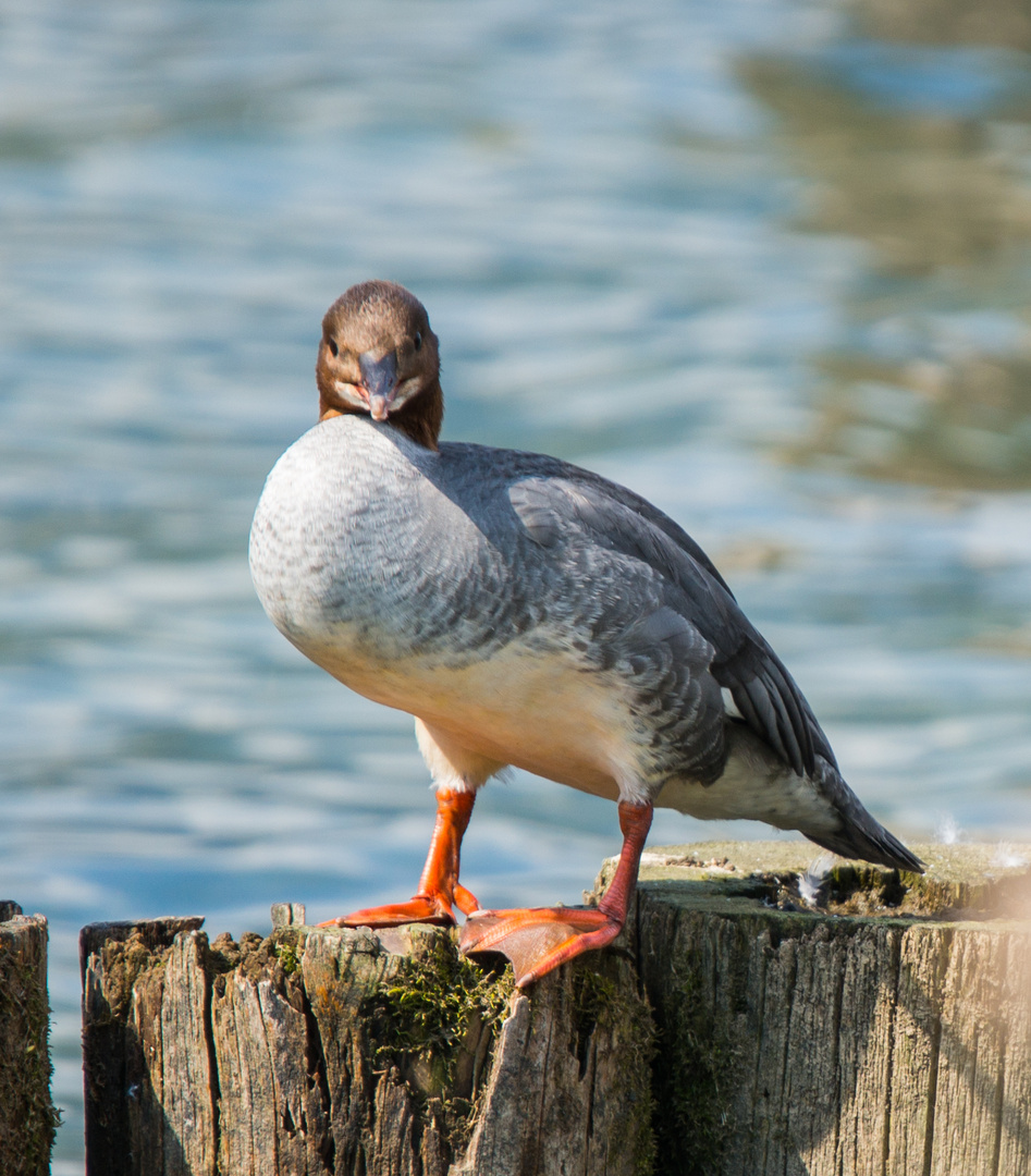 Gänsesäger_3