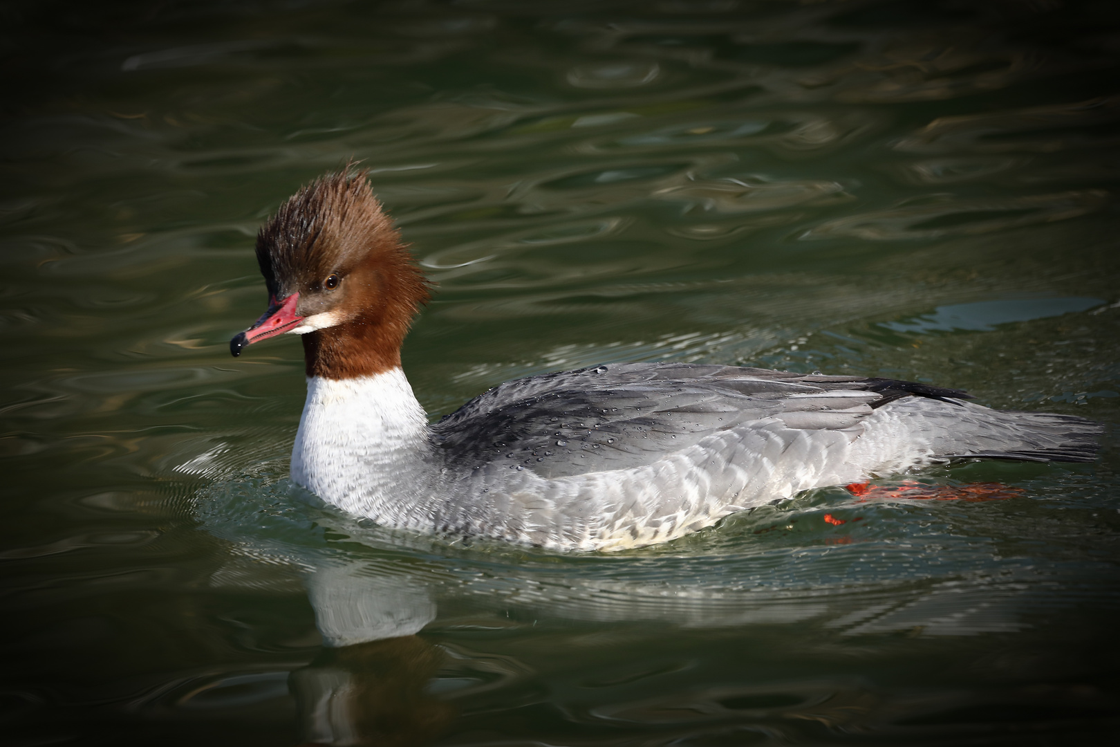 Gänsesäger/Dame