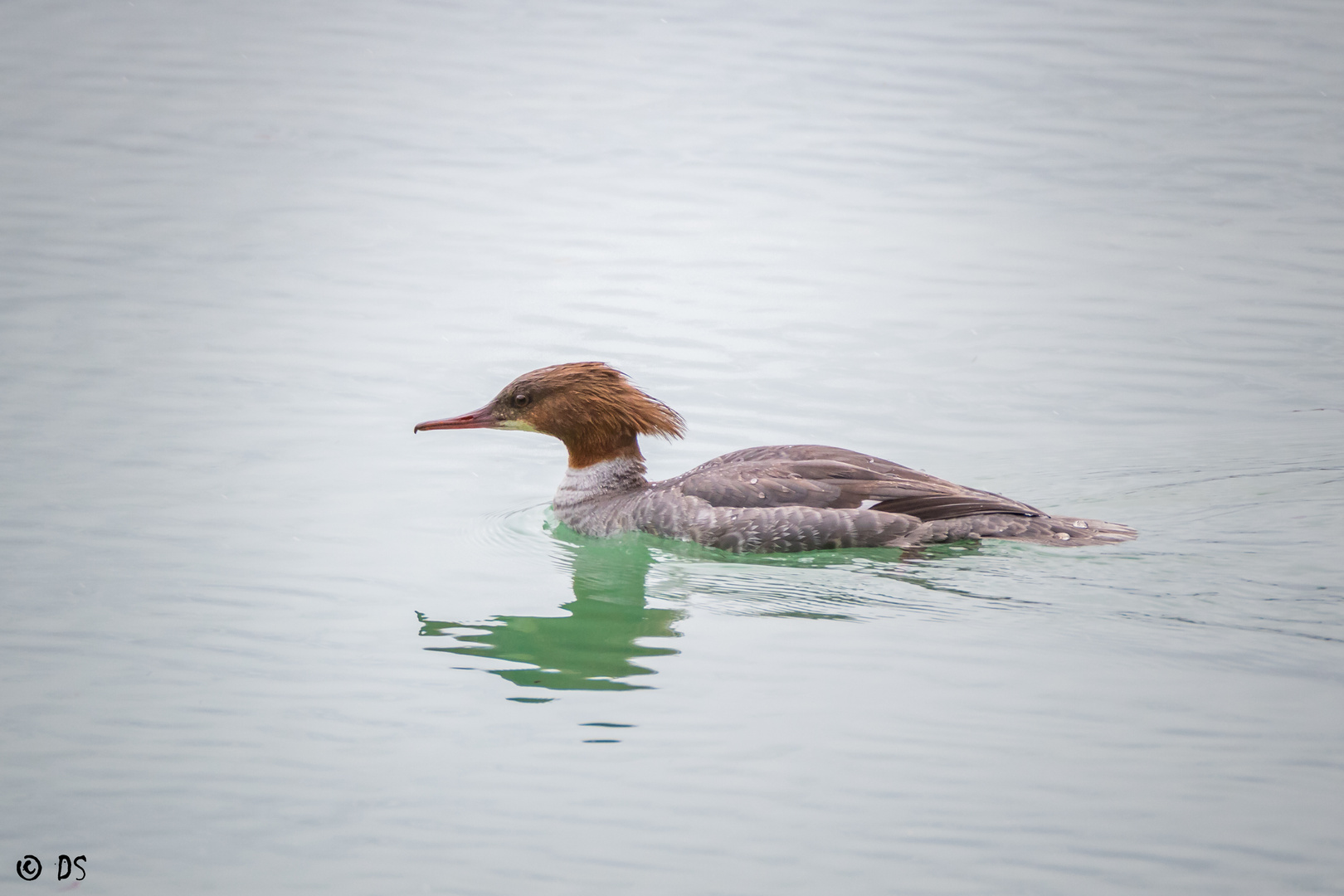 Gänsesägerdame (Mergus merganser)