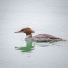 Gänsesägerdame (Mergus merganser)