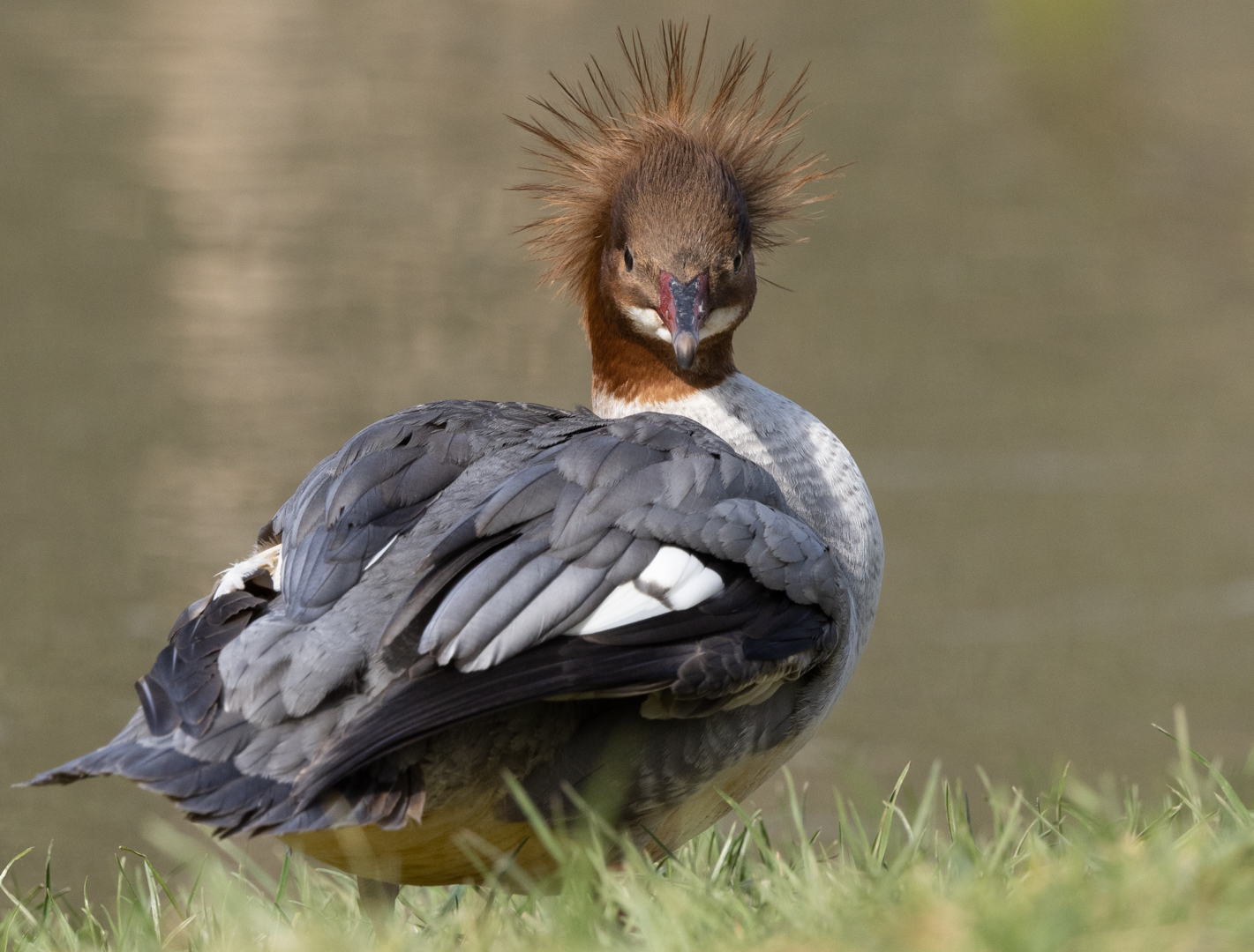 Gänsesägerdame stehen die Haare zu Berge