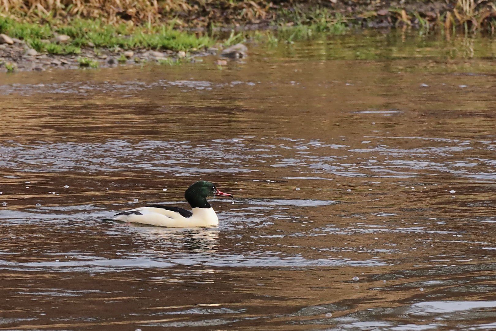 Gänsesägererpel (2018_12_18_EOS 6D Mark II_9562_ji)