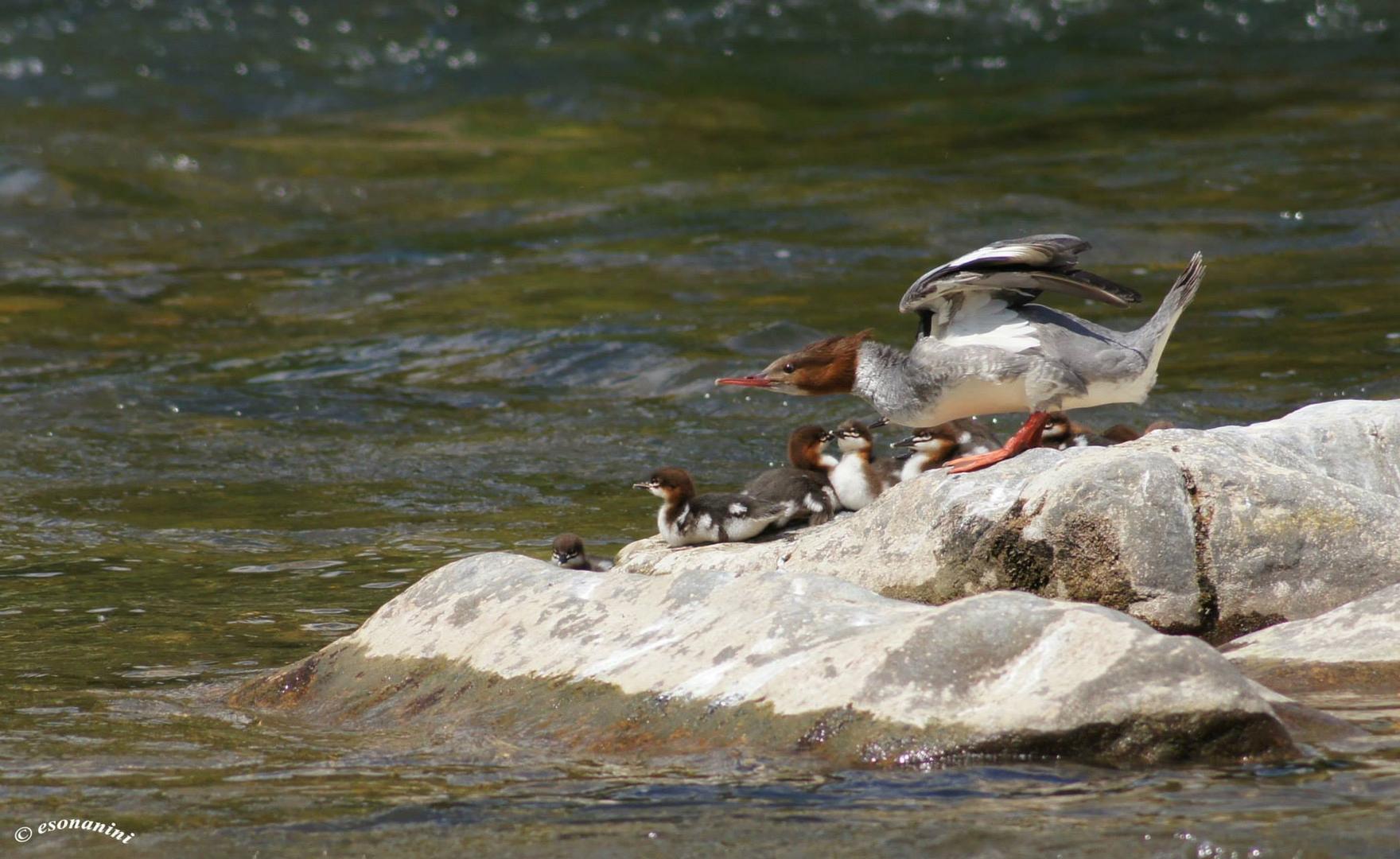 Gänsesägerfamilie