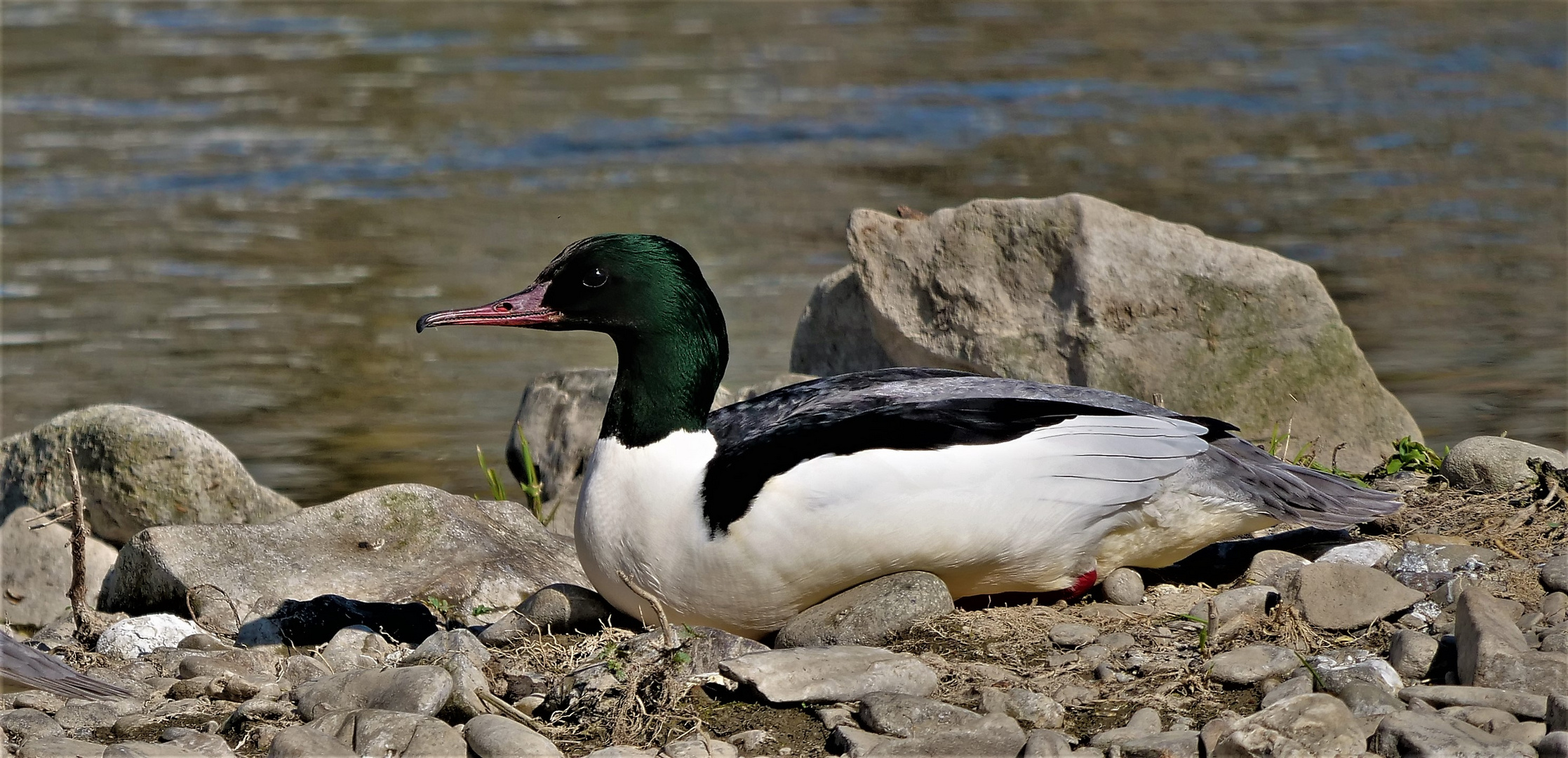 Gänsesägerhahn