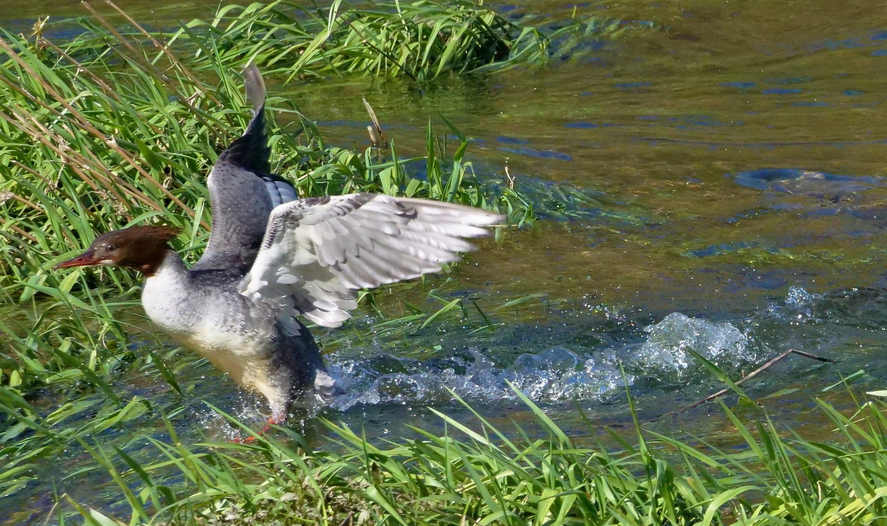 Gänsesägerhenne