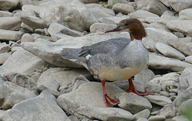 Gänsesägerhenne