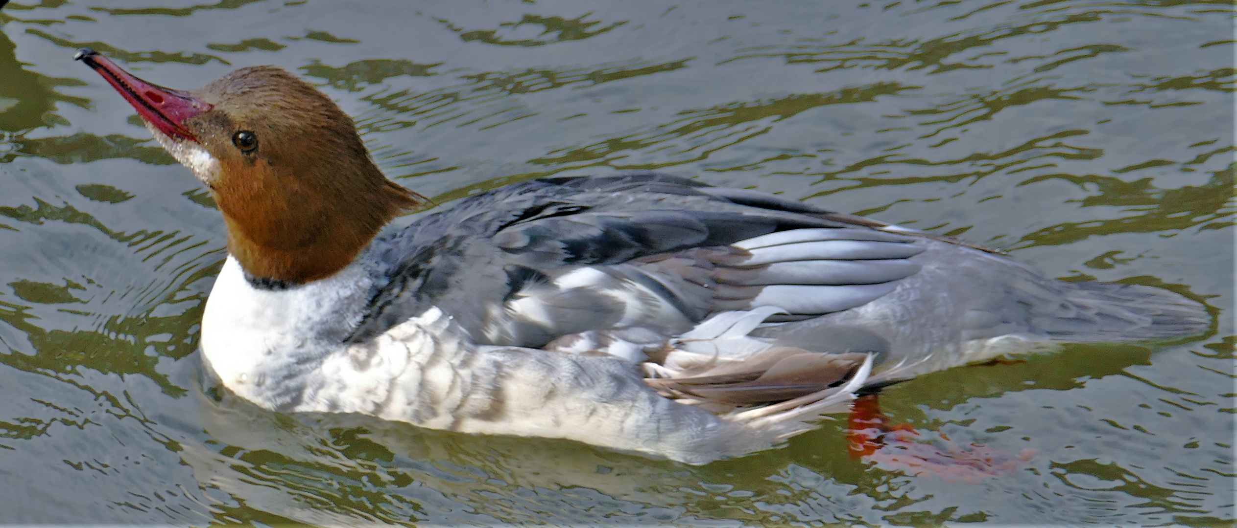 Gänsesägerhenne