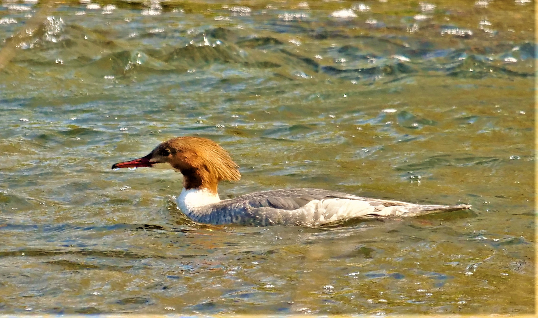 Gänsesägerhenne