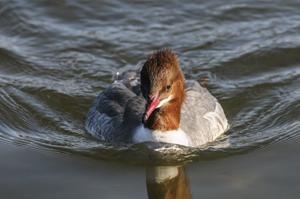 Gänsesägerin