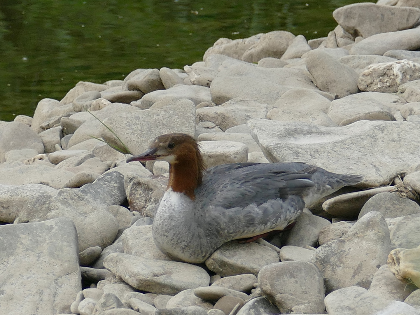 Gänsesägerin