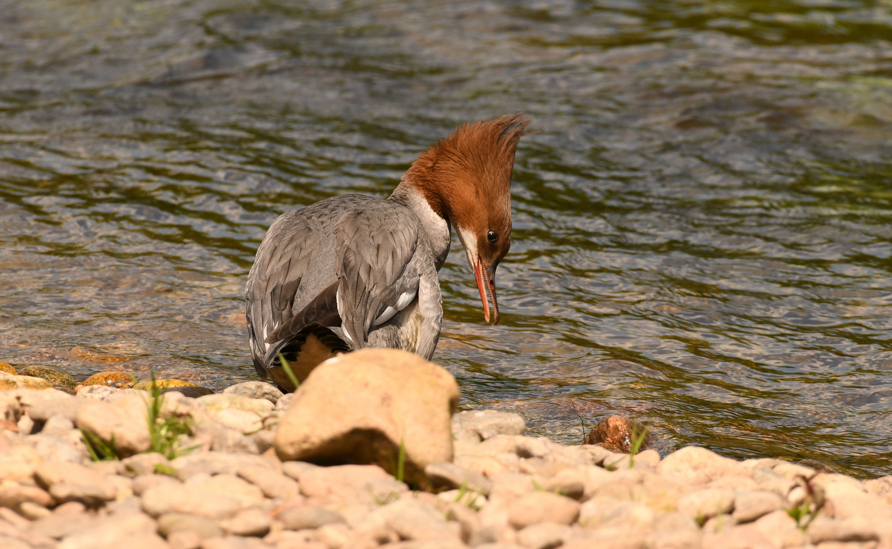 Gänsesägerin