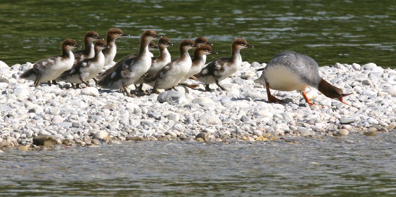 Gänsesägerin mit 11er Mannschaft