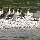 Gänsesägerin mit 11er Mannschaft