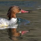 Gänsesägerin mit Spiegelung