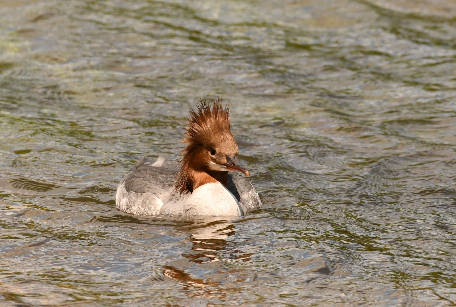 Gänsesägerin mit Sturmfrisur