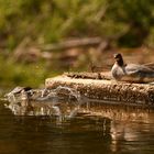 Gänsesägerinnen am Wehr