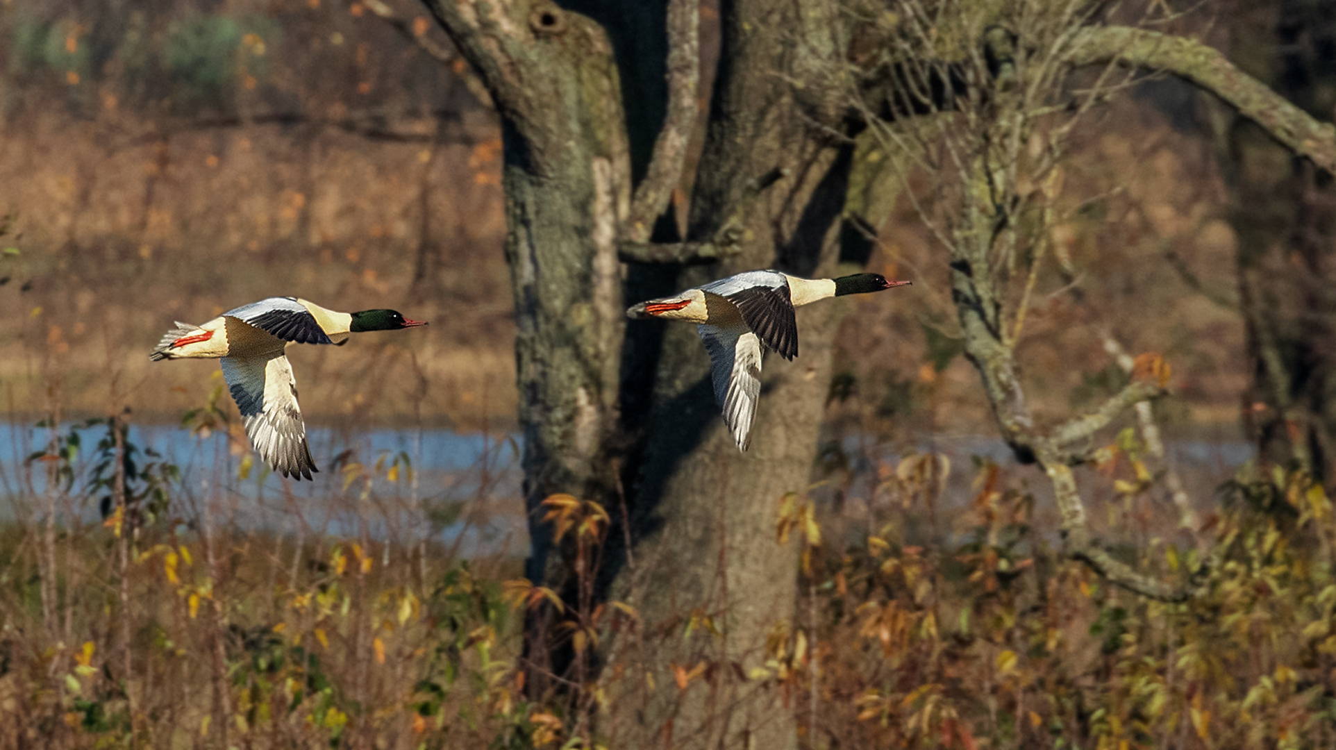 Gänsesäger(männlich) im Flug 001