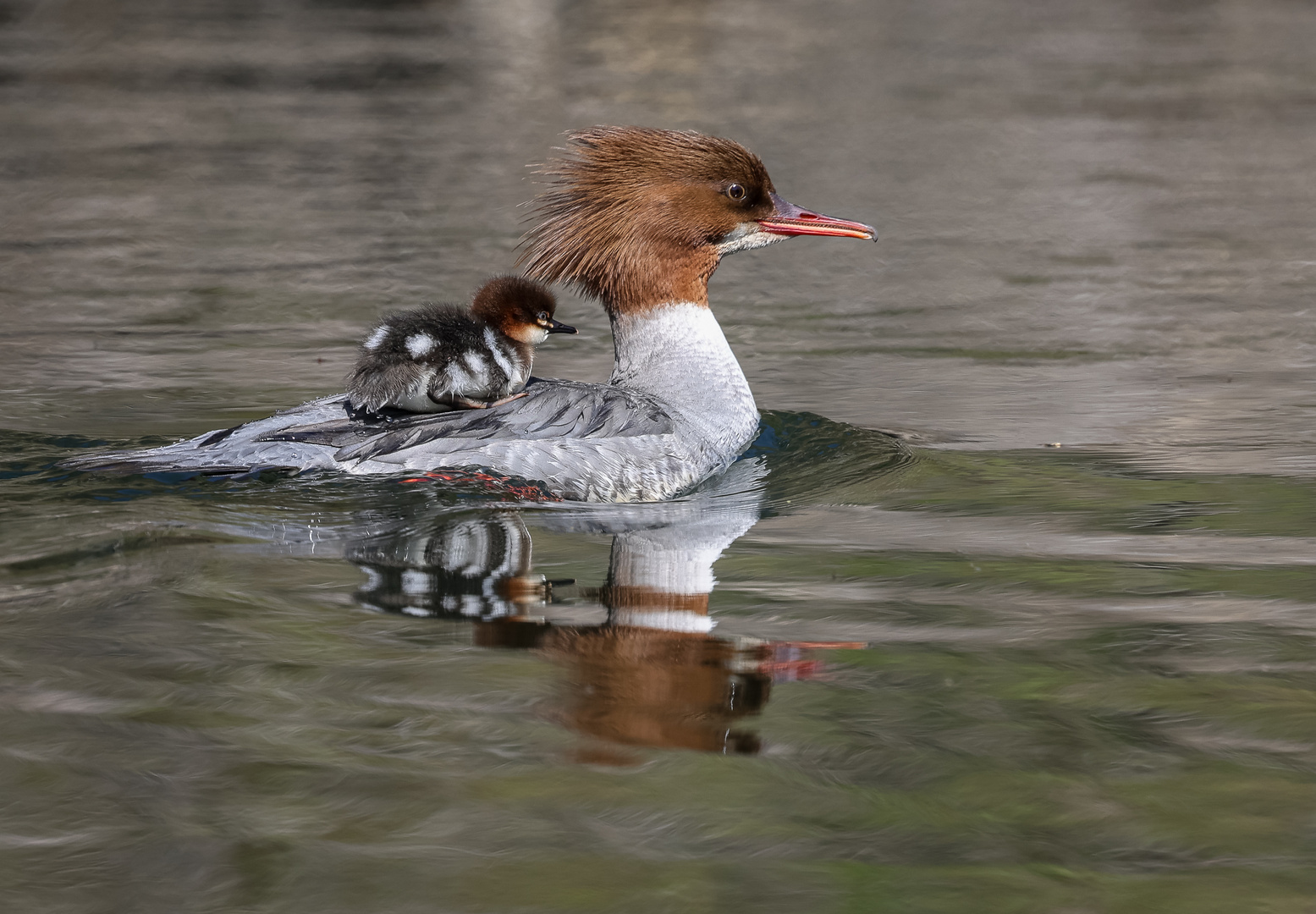 Gänsesägermama mit Nachwuchs auf der Ruhr.