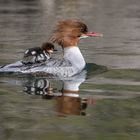 Gänsesägermama mit Nachwuchs auf der Ruhr.