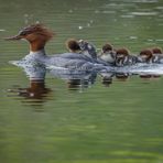 Gänsesägermama mit Nachwuchs