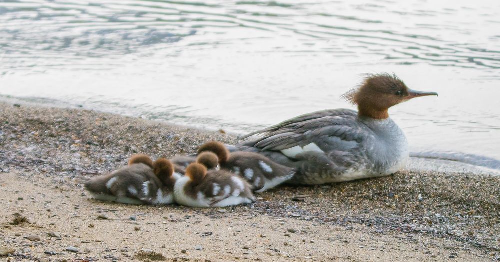 Gänsesägermuter mit 5 Jungen