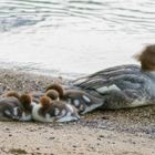 Gänsesägermuter mit 5 Jungen