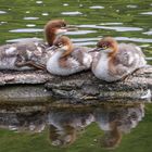 Gänsesägernachwuchs beim Fotoshooting