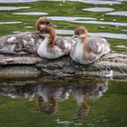 Gänsesägernachwuchs beim Fotoshooting