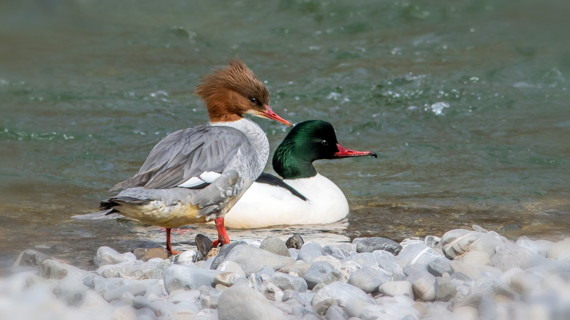 Gänsesägerpaar