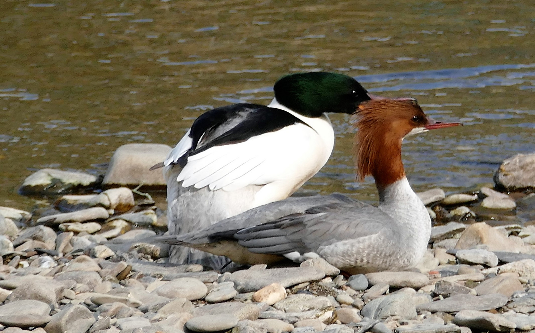 Gänsesägerpaar