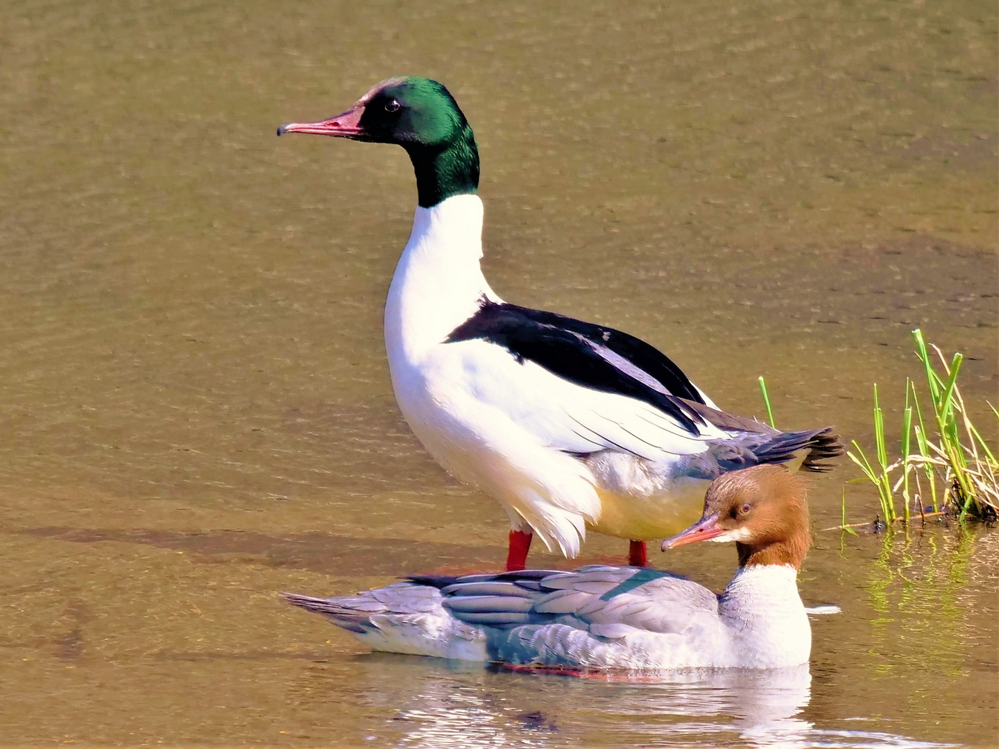 Gänsesägerpaar