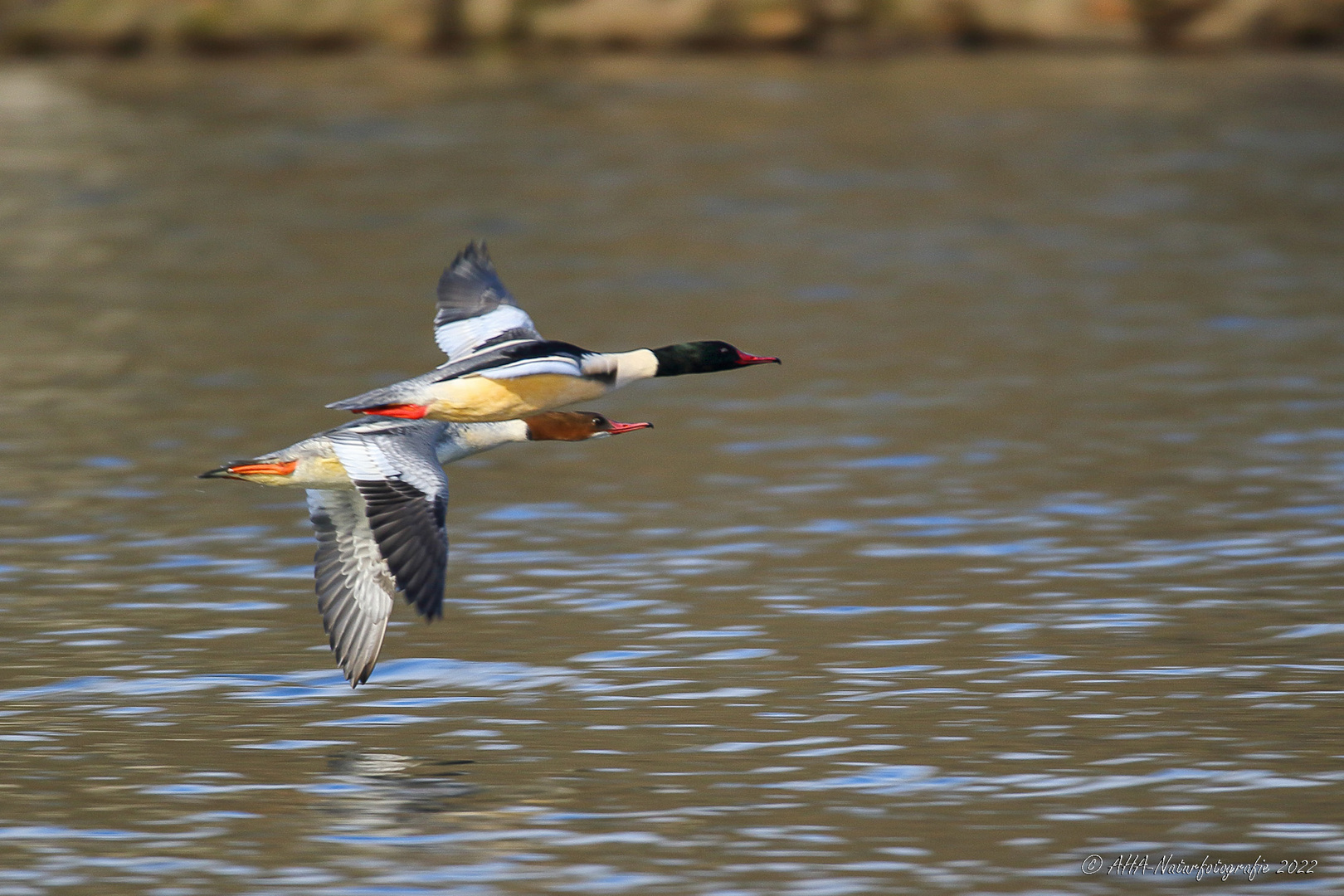 Gänsesägerpaar im Flug