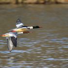 Gänsesägerpaar im Flug