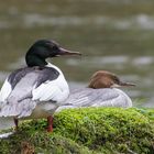 Gänsesägerpaar im Regen