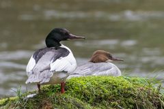 Gänsesägerpaar im Regen