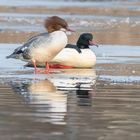 Gänsesägerpaar (Mergus merganser), Hamburg, Deutschland