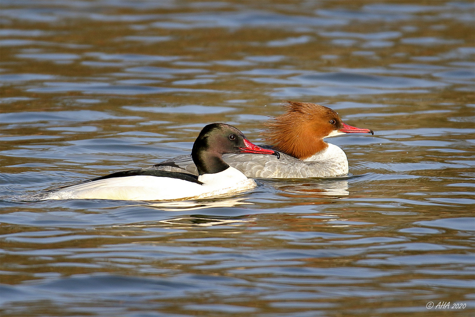 Gänsesägers beim Flanieren