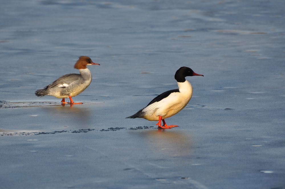 Gänsesäger`s Eisspuren auf dem Wasser