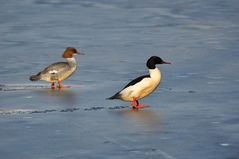 Gänsesäger`s Eisspuren auf dem Wasser