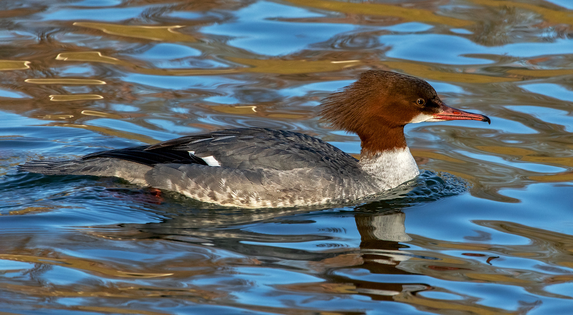 Gänsesäger.Weibchen 001 