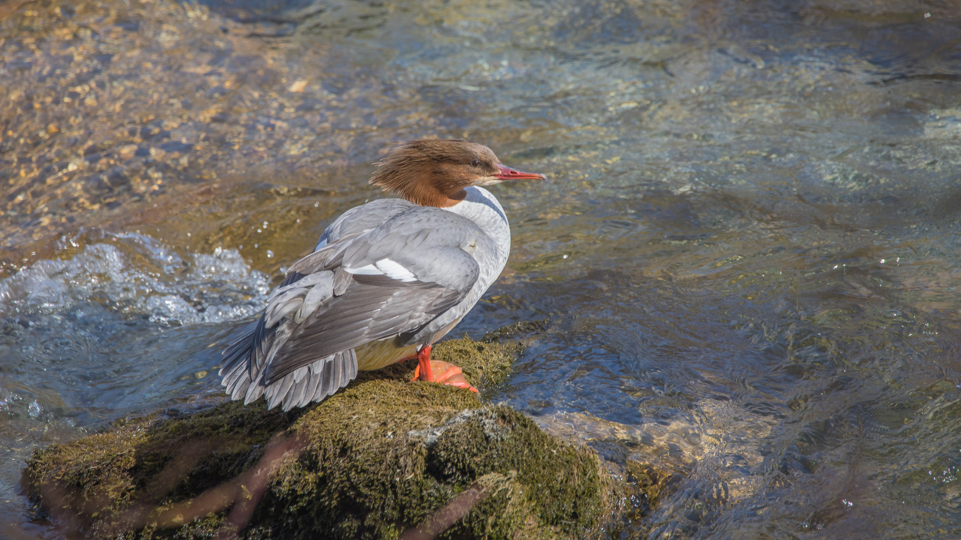 Gänsesägerweibchen