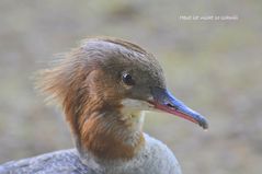 Gänsesägerweibchen 17.07.10