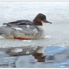 Gänsesägerweibchen 2010