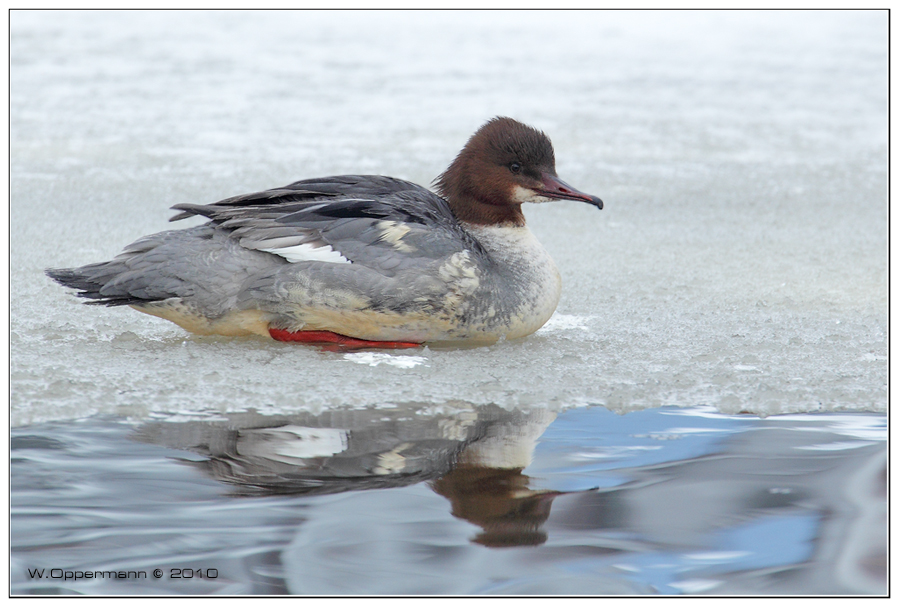 Gänsesägerweibchen 2010