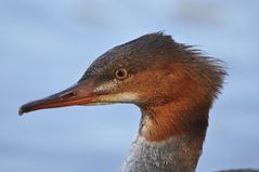 Gänsesägerweibchen..