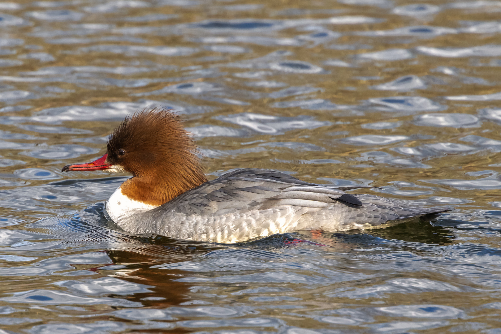 Gänsesägerweibchen 