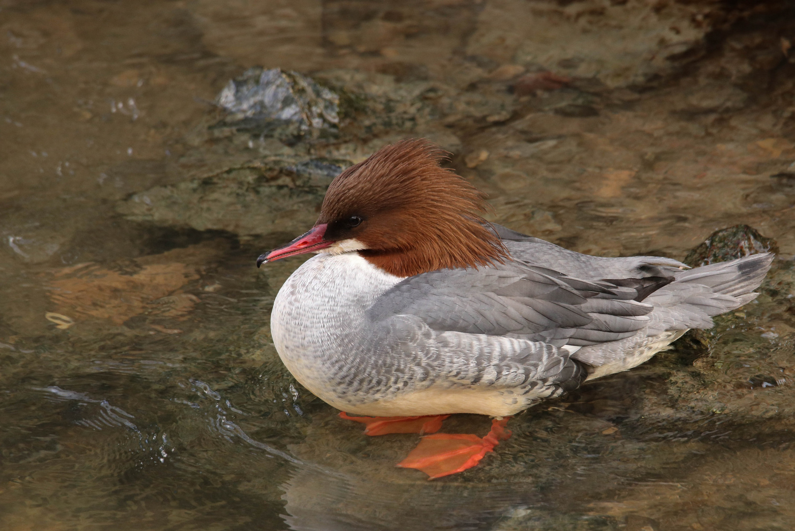 Gänsesägerweibchen