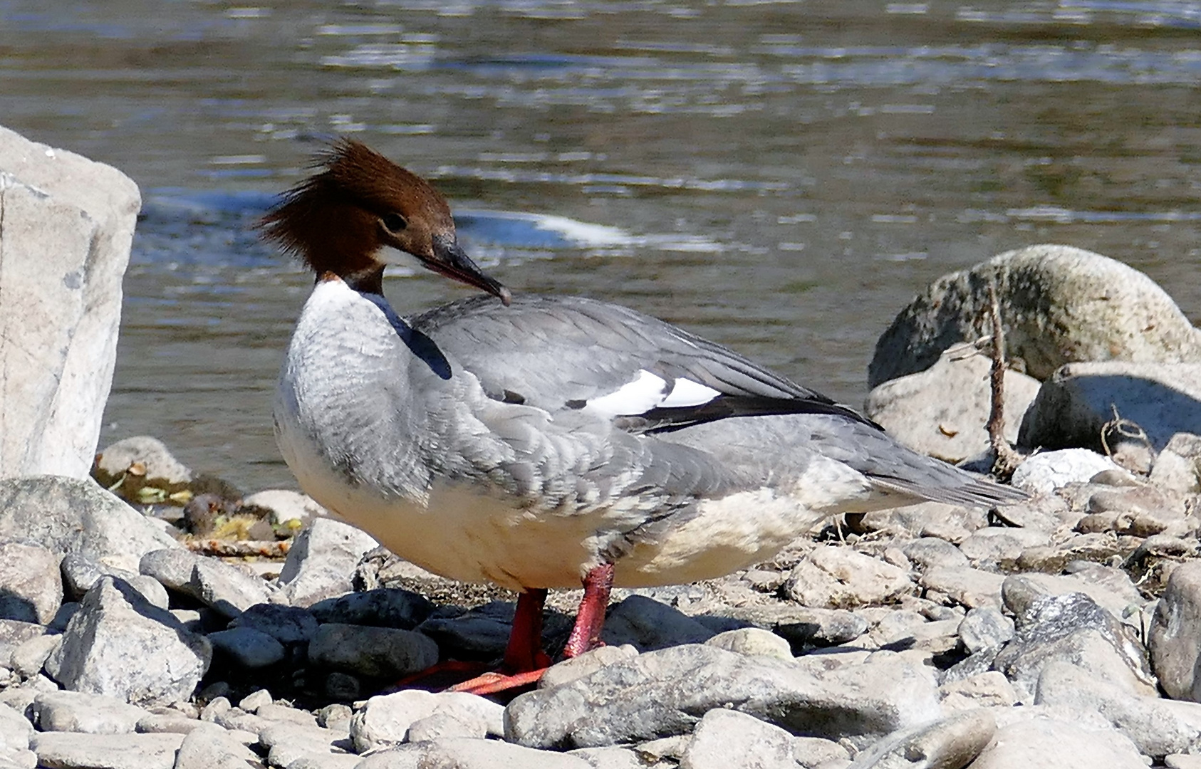 Gänsesägerweibchen