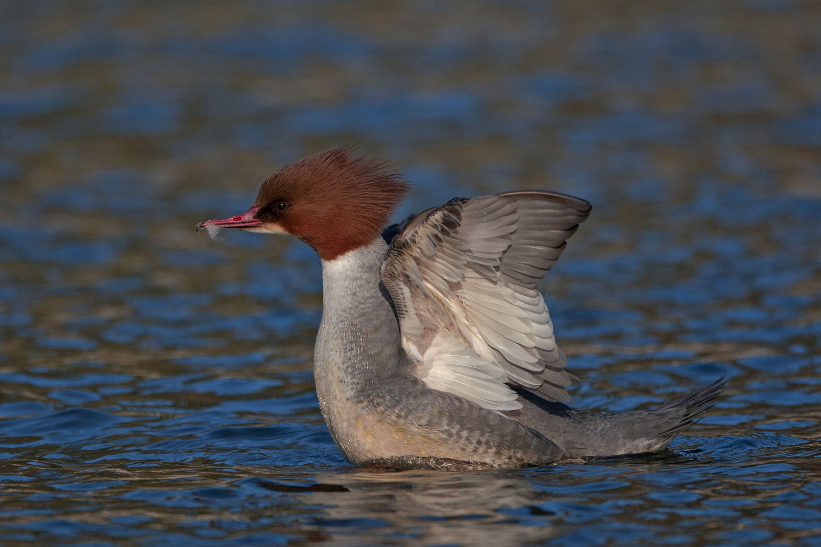 Gänsesägerweibchen