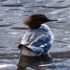 Gänsesägerweibchen im einheimischen Revier